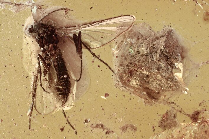 Detailed Fossil Fungus Gnat (Mycetophilidae) & Bark In Baltic Amber #343355